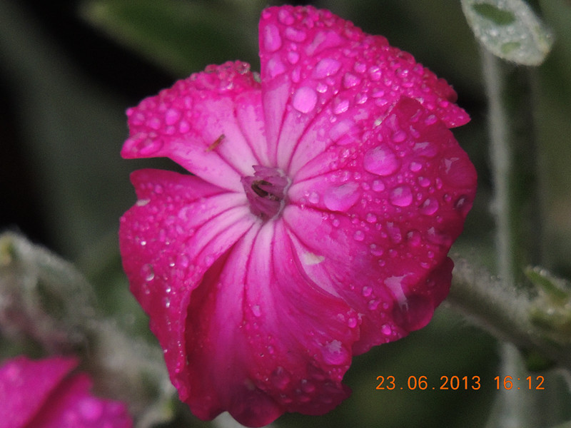 flower 906_.jpg