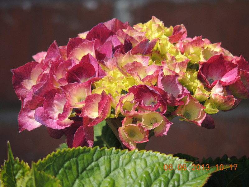 flower 684_.jpg