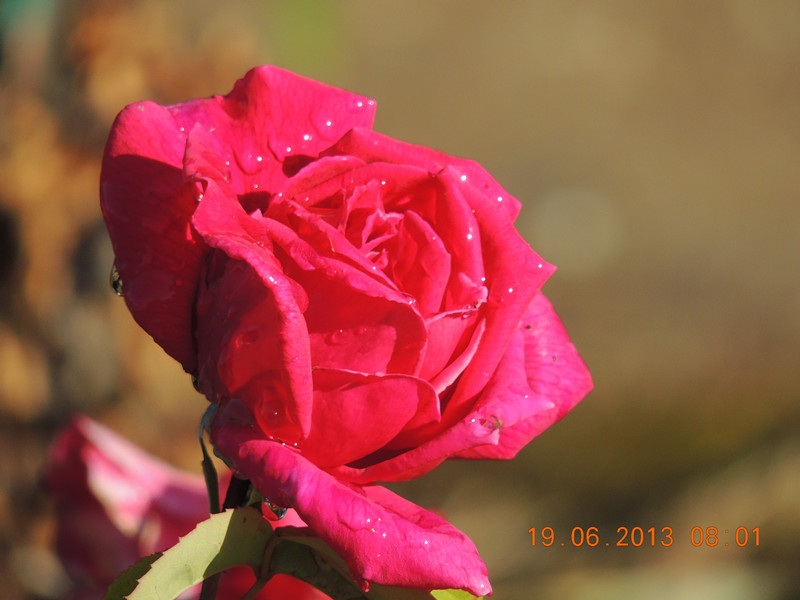 flower 812_.jpg