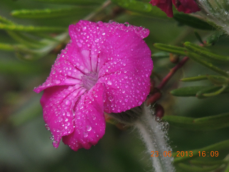 flower 897_.jpg