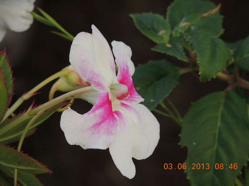 flower 566_.jpg
