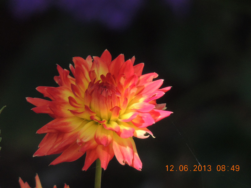 flower 745_.jpg