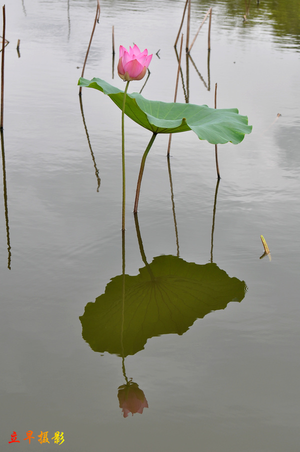 DSC_9514.JPG