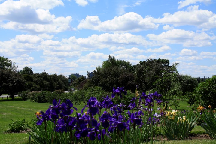 _MG_8123 (Small).JPG