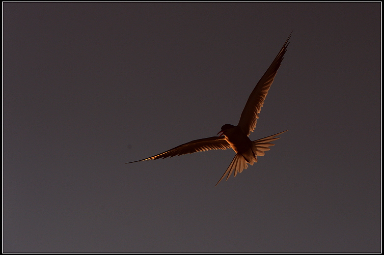 DSC_0097.JPG