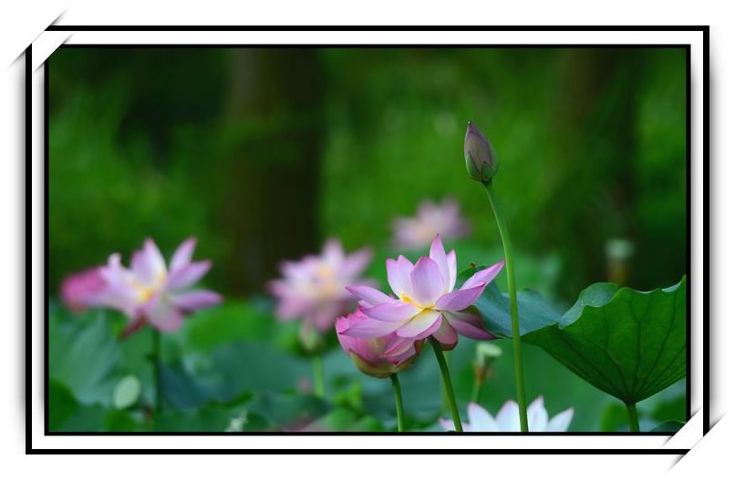 DSC_4989.jpg