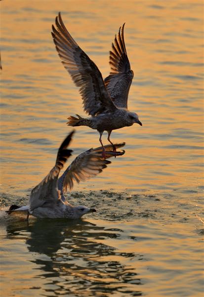 8b13632762d0f703db1342b609fa513d2697c533 (Զ).jpg