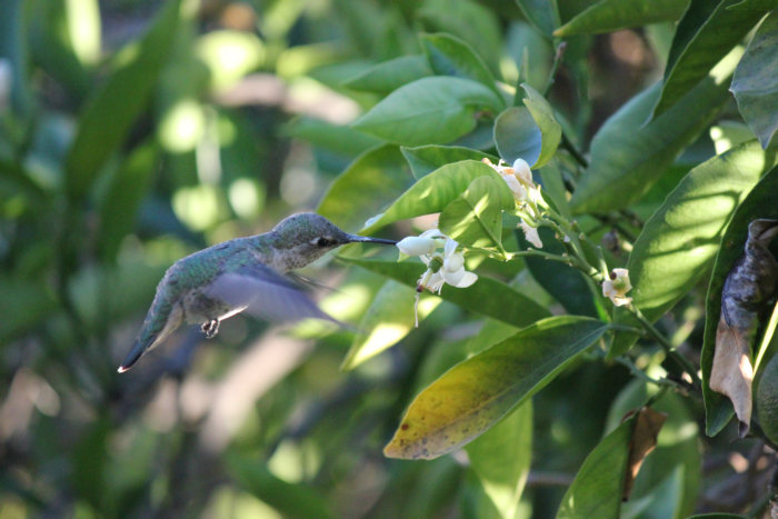 Canon&#39;s T2i 028.JPG