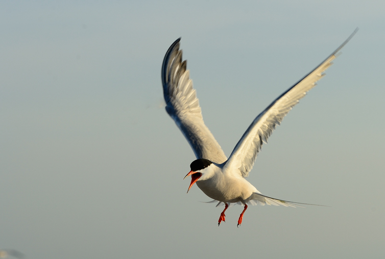 DSC_8483.jpg