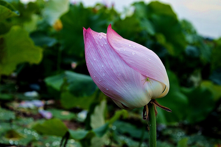 DSC_4822.jpg