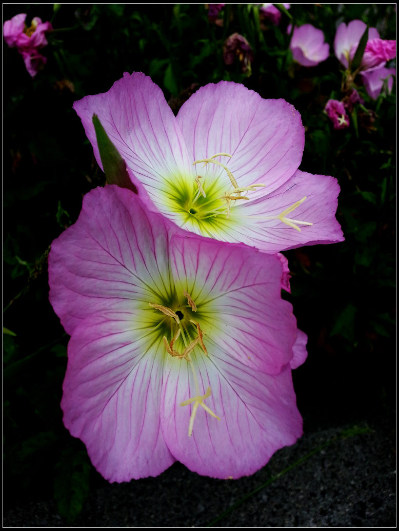 20130529_114956.jpg