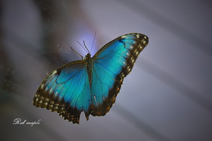 DSC_8590_����.jpg