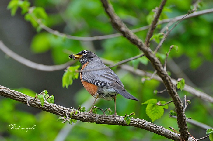 DSC_1566_����.jpg