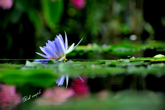 DSC_7790_����.jpg