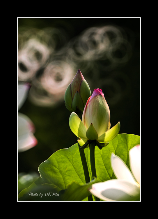 DSC_0170C.jpg