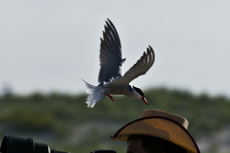 DSC_7489C.jpg