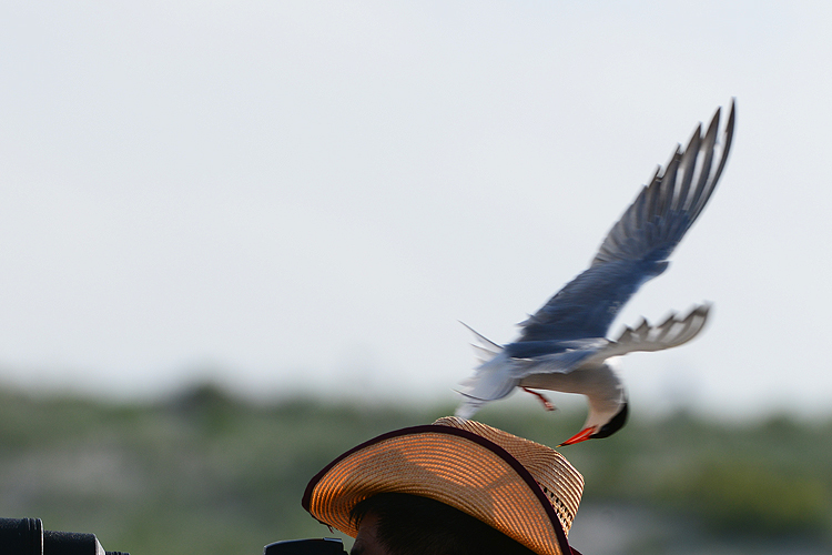 DSC_7512C1.jpg