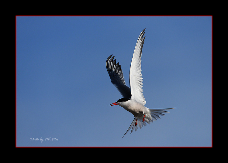 DSC_7454C.jpg