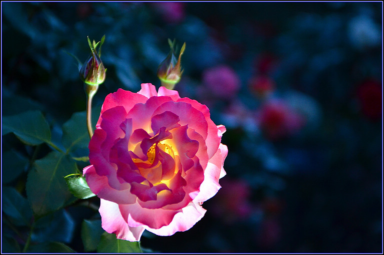 DSC_5107.jpg