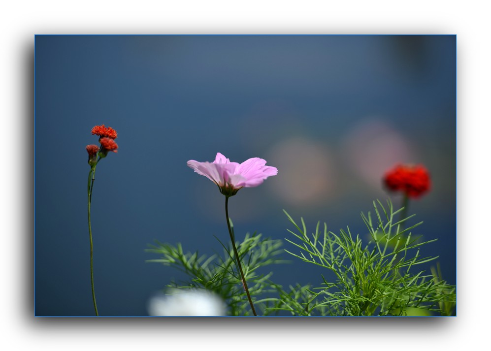 DSC_5007.jpg
