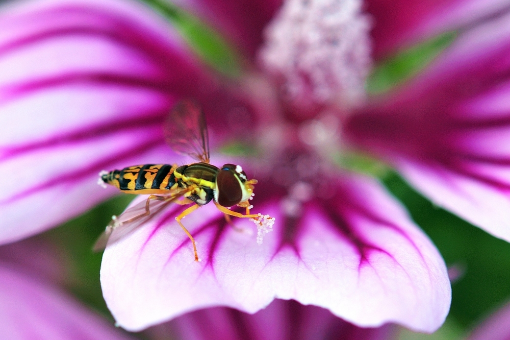 DSC_6537.JPG
