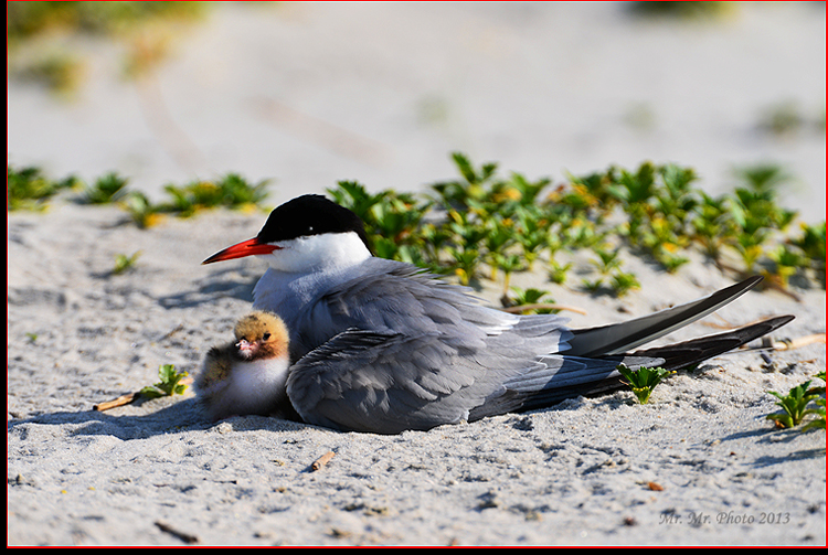 DSC_7965C.jpg