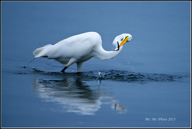 DSC_8318C.jpg
