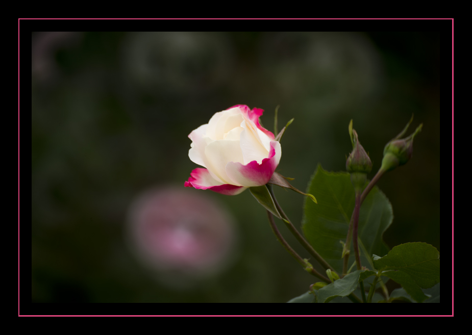 _DSC8836.jpg