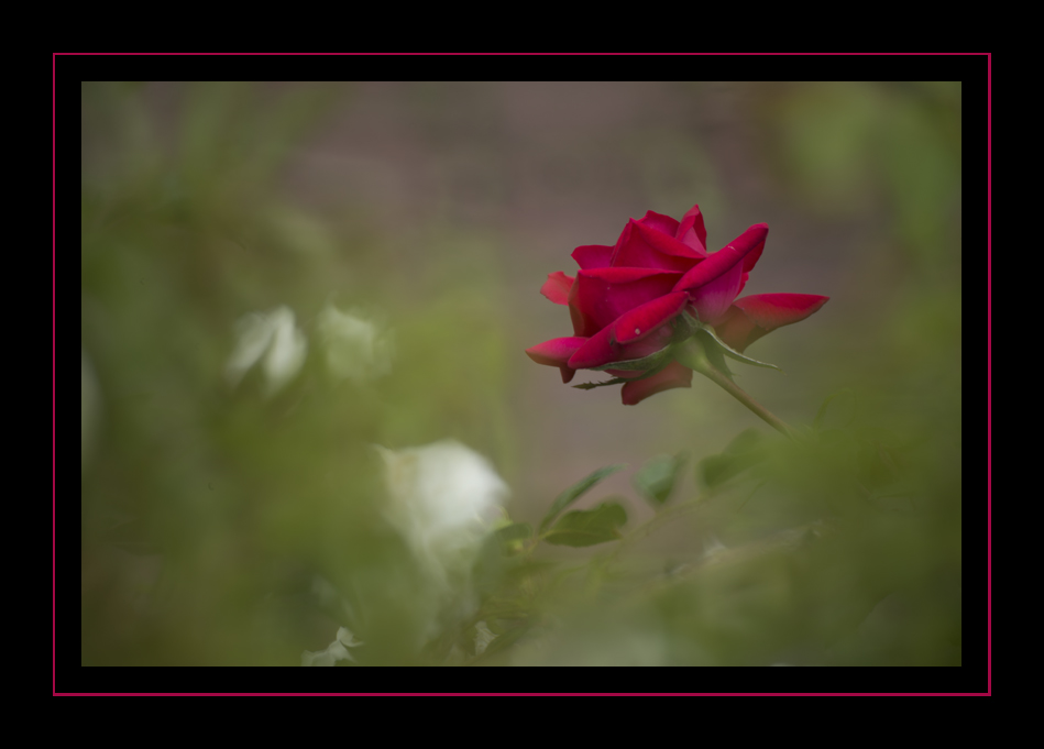 _DSC8802.jpg
