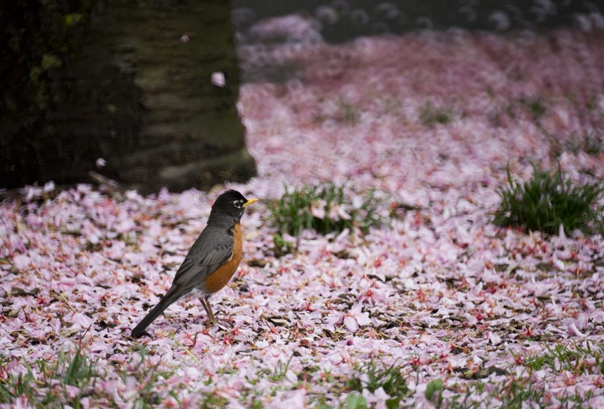 _DSC8016.jpg