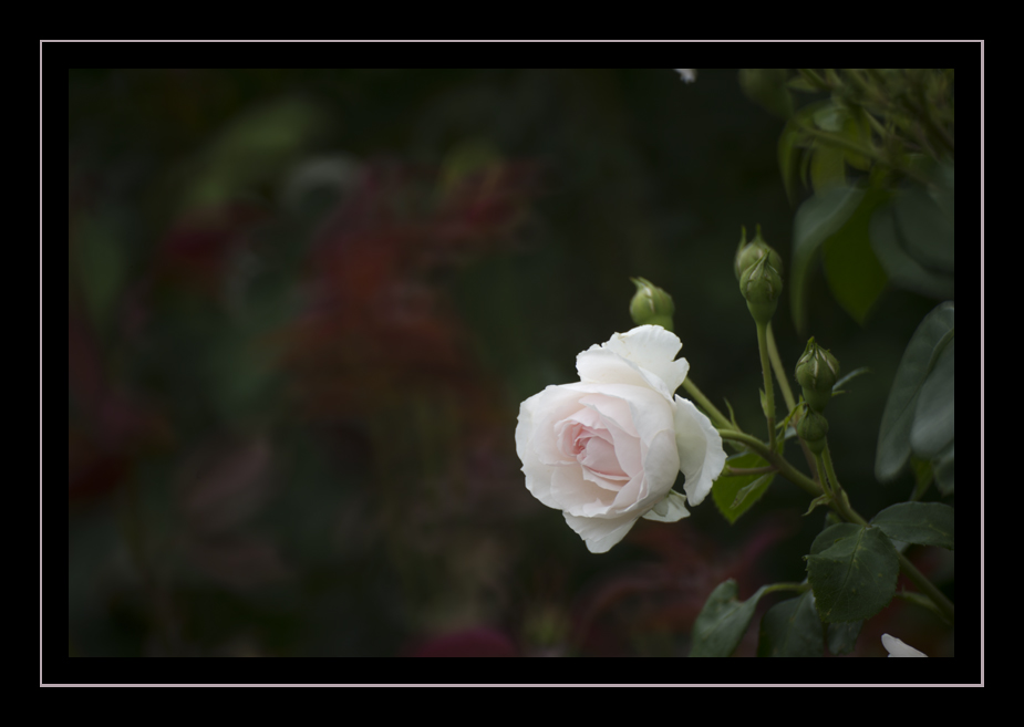 _DSC8843.jpg