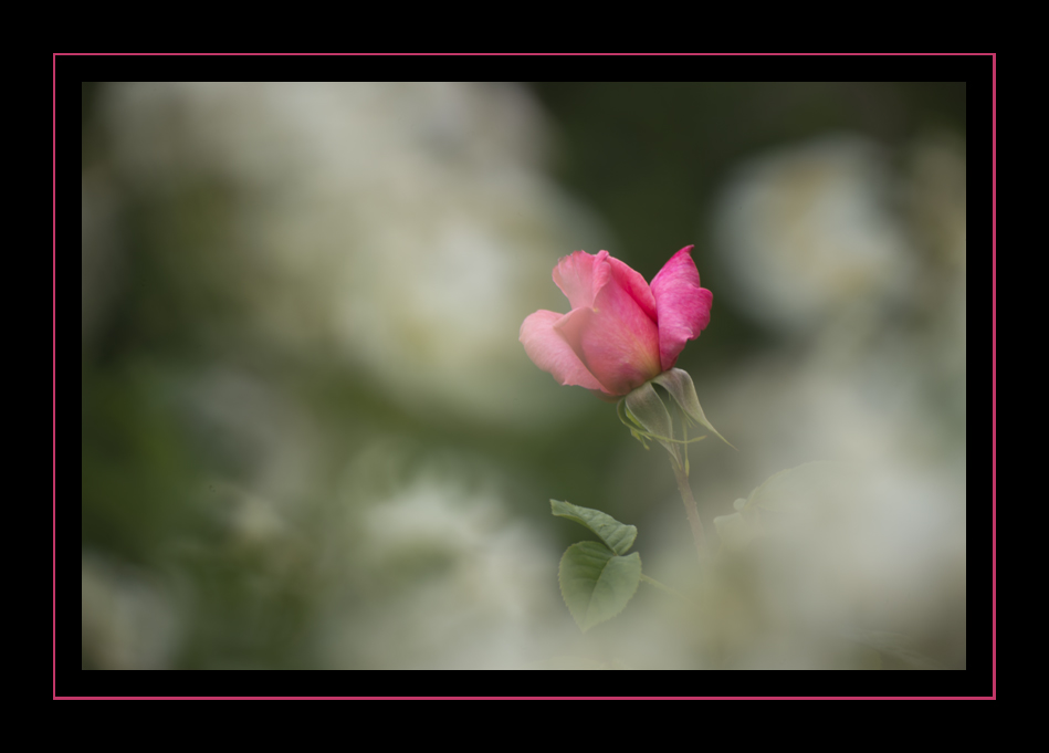 _DSC8796.jpg