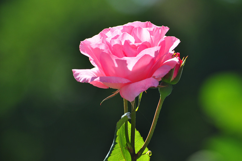 DSC_0792_.jpg