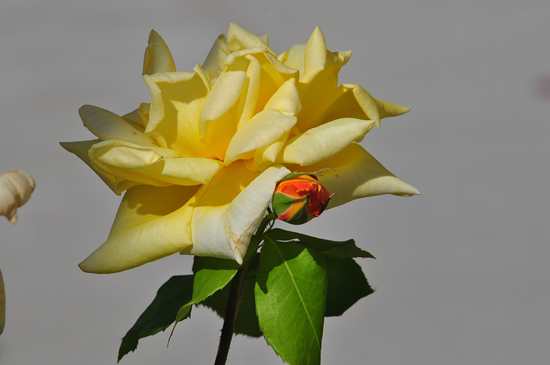 DSC_0858_.jpg