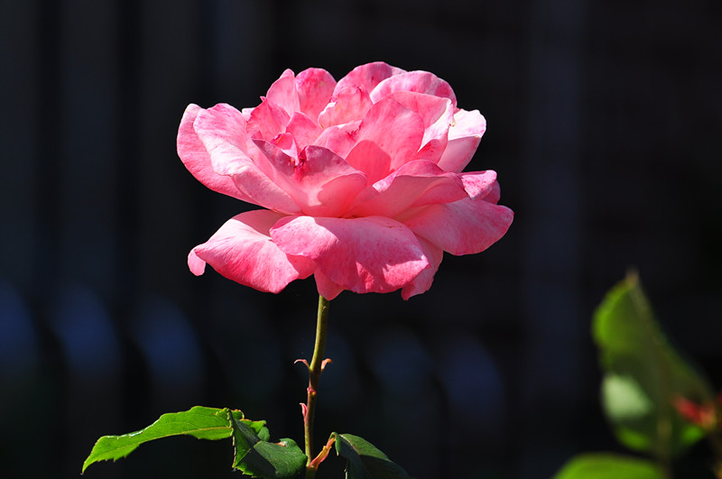 DSC_0796_.jpg