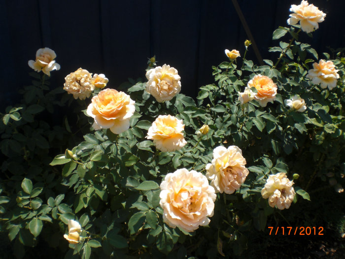2012_07170564_.JPG