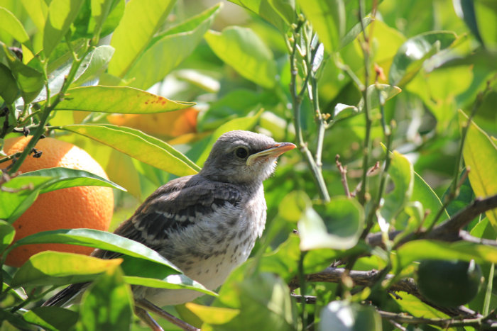 Canon&#39;s T2i 063.JPG