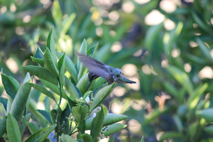 Canon&#39;s T2i 037.JPG