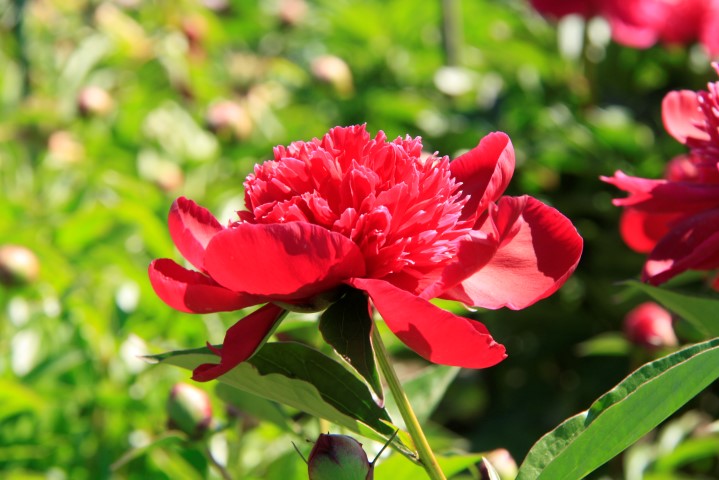 _MG_8049 (Small).JPG