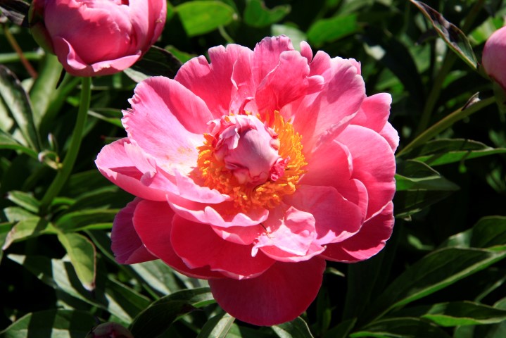 _MG_8066 (Small).JPG