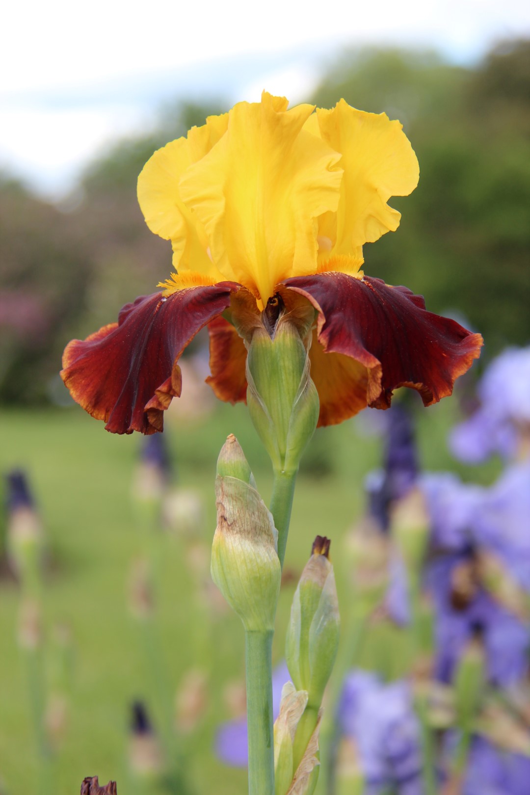 IMG_8492 (Large).JPG