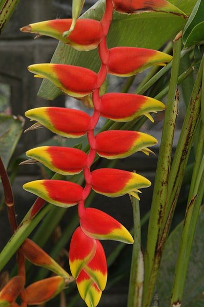 398px-Heliconia_rostrata04.JPG