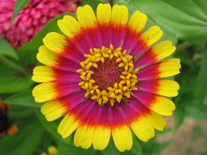 799px-Beautiful_zinnia-cropped-big2.jpg
