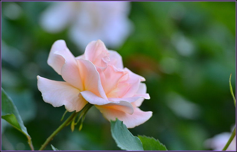 DSC_4942.jpg