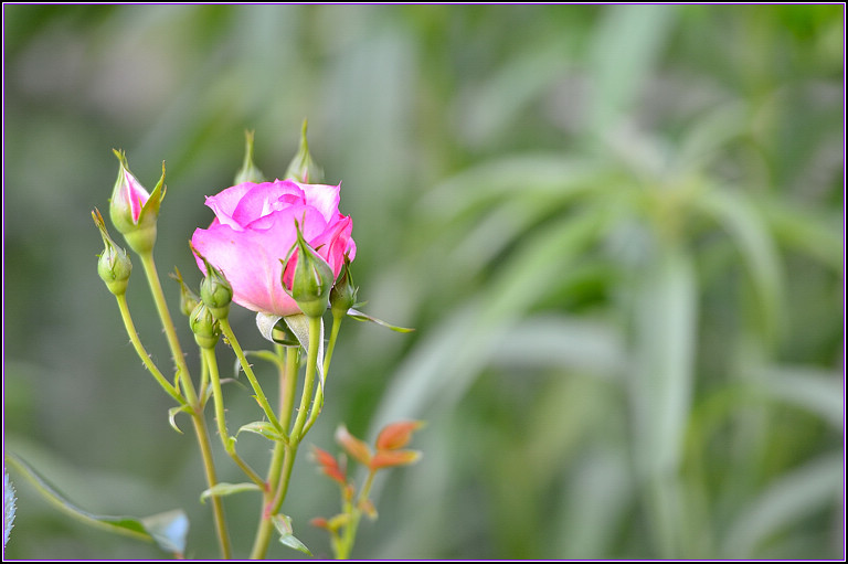 DSC_4929.jpg
