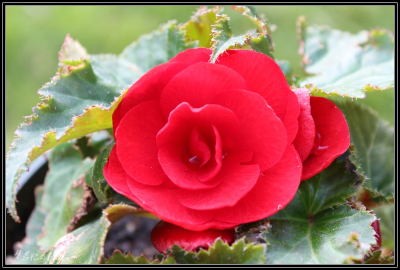 20130620 009_conew1.jpg
