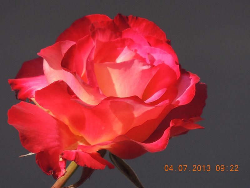 flower 061_.jpg