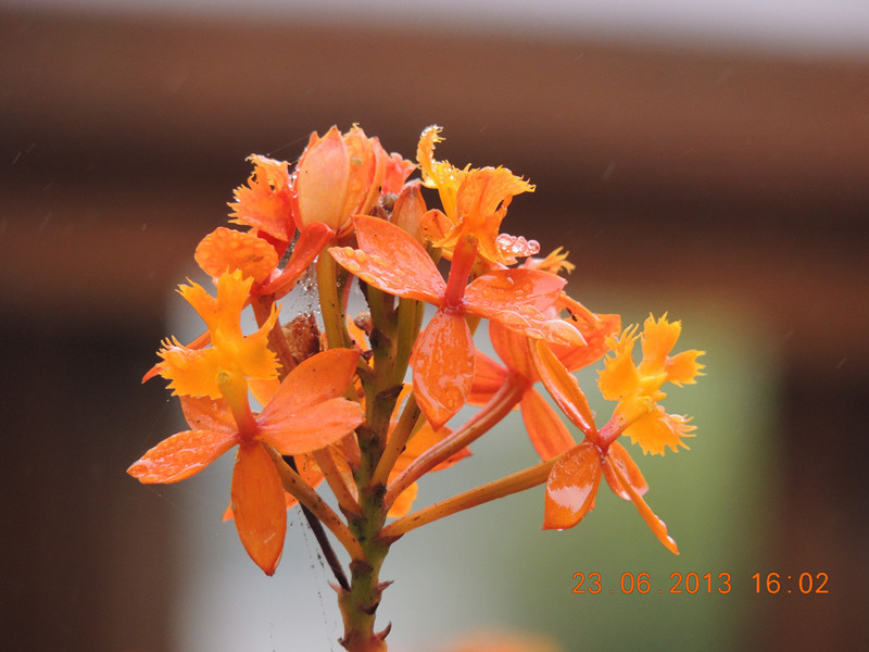 flower 894_.jpg