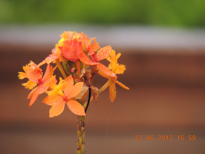 flower 880_.jpg