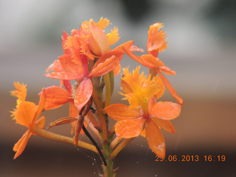 flower 912_.jpg